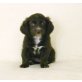 Dackel + Cocker/Labrador Welpen - Hündin