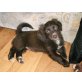 Dackel + Cocker/Labrador Welpen - Hündin