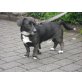 Dackel-Jack Rassel - Rüde