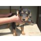 Dackel-Pinscher - Hündin