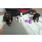 Dackel-Spaniel-Mischlings-Welpen Welpen - Hündin