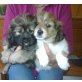 Dackel-Spaniel-Spitz - Rüde