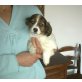 Dackel-Spaniel Welpen - Hündin