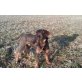 Dackel- Terrier Mix - Rüde