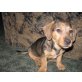 Dackel-Terrier-Mix - Rüde