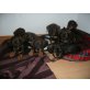 Dackel Welpen - Rüde