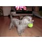 Dackel / Yorkshire-Terrier - Rüde