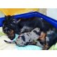 Dackel und Cavalier King Charles Spaniel Welpen - Rüde