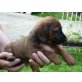 Dackel und Rotweilermischling Welpen - Hündin