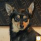 Daddy, Pinscher (-Mischling?) - Rüde