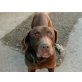 Dady, Labrador Retriever - Rüde