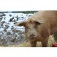 Dänischer Duroc - männlich