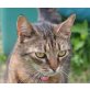 Daffy, Europäische Kurzhaarkatze - Katze