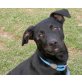 Daffy, Labrador - Schäferhund - Hündin