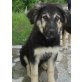 Dafni, Schäferhundmischling Welpen - Hündin