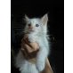 Dagda, Ragdoll - Kater