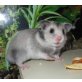 'Dagobert', Goldhamster - männlich