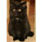 Dahlia , Britisch Kurzhaarkatze - Katze
