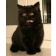 Dahlia , Britisch Kurzhaarkatze - Katze