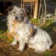 Dahlie, Cairn-Terrier - Hündin