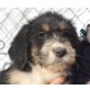 Daimon, Griffon Mix Welpen - Rüde