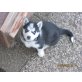 Daimon, Siberian Husky Welpen - Rüde