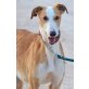 Daira, kastr., verschmust, offene & verpielte, Galgo Español - Hündin
