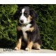 Daisy, Australian Shepherd Dog - Hündin