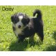 Daisy, Australian Shepherd Dog Welpen - Hündin