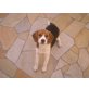 Daisy, Beagle - Hündin