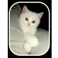 Daisy, Britisch Kurzhaarkatze - Katze