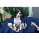 Daisy, Cavalier King Charles Spaniel - Hündin