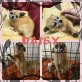 Daisy, Chihuahua - Hündin