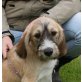 Daisy, Griffon Mix Welpen - Hündin