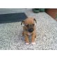 Daisy, Jack Rassel Pinscher Welpen - Hündin