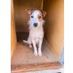 Daisy, Jack Russel Mix - Hündin