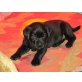 Daisy, Labrador Retriever - Hündin