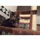 Daisy, Maine Coon - Katze