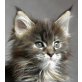 Daisy Maine, Maine Coon - Katze