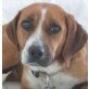 Daisy, Mischling - Hündin