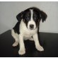 Daisy, Mischling Welpen - Hündin