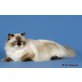 Daisy & Ozzy, Britisch Langhaar-Kastraten, Britisch Langhaar - Katze