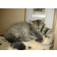 Daisy, Perser - Katze