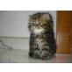 Daisy, Perser - Katze
