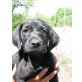 Daisy, Pointer-Mix - Hündin
