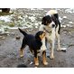 Daisy, Schweizer Sennenhund /Landhund  - Hündin