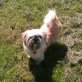 Daisy, Shih Tzu - Hündin