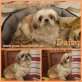 Daisy, Shih Tzu - Hündin