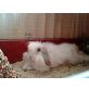Daisy, Teddywidder - weiblich