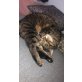 Daisy, Tigerkatze Hauskatze - Katze